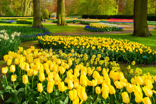 Formal spring garden Stock photo © neirfy