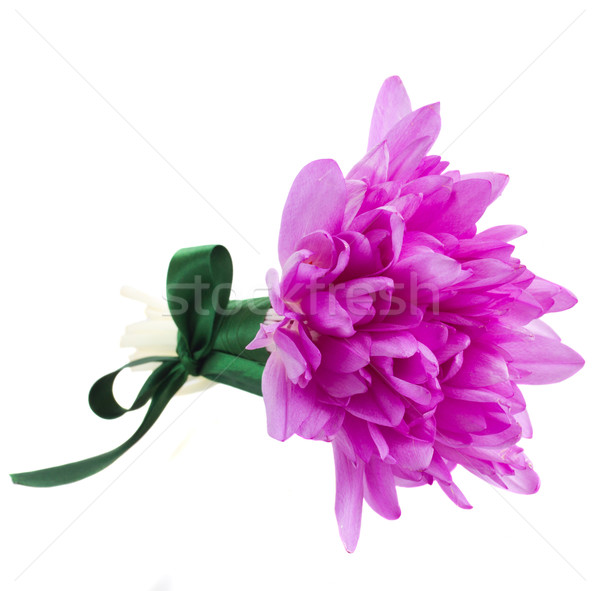 草地 藏紅花 孤立 白 紫色 商業照片 © neirfy