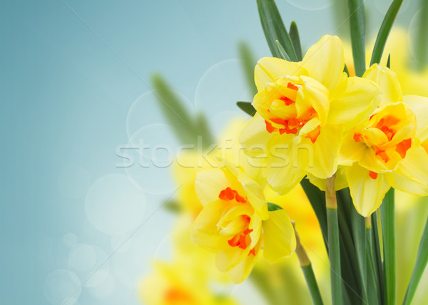 spring narcissus garden Stock photo © neirfy