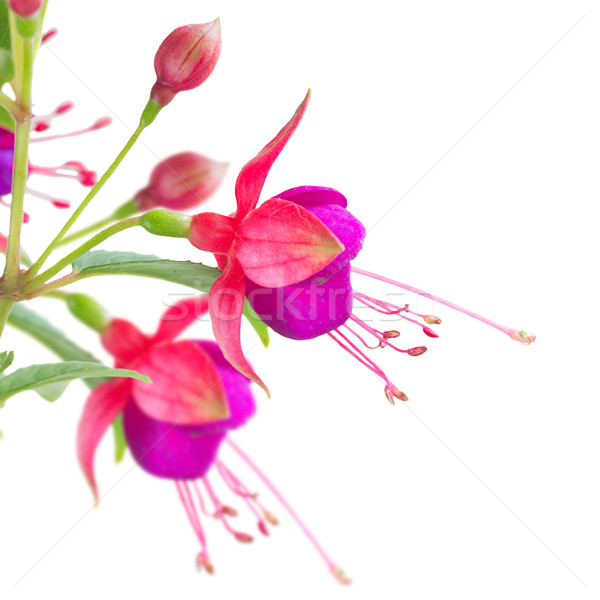 Fuchsia flower on white Stock photo © neirfy