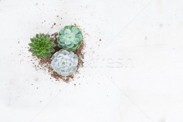 Zunehmend Pflanzen weiß Holz Kopie Raum Blume Stock foto © neirfy
