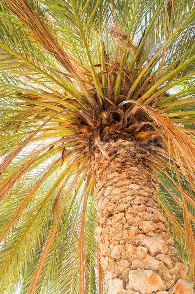 Tropical palm tree Stock photo © neirfy