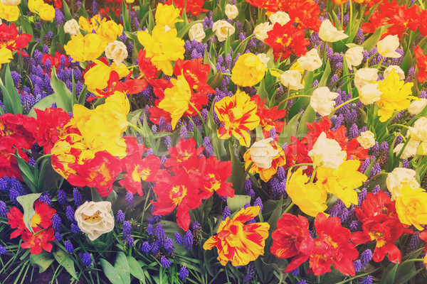 Tulipani aiuola rosso giallo retro fiori Foto d'archivio © neirfy