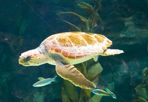 swimming turtle Stock photo © neirfy