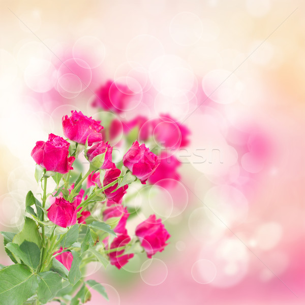 branch of  fresh mauve roses Stock photo © neirfy