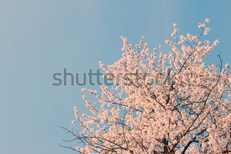 Blooming tree Stock photo © neirfy