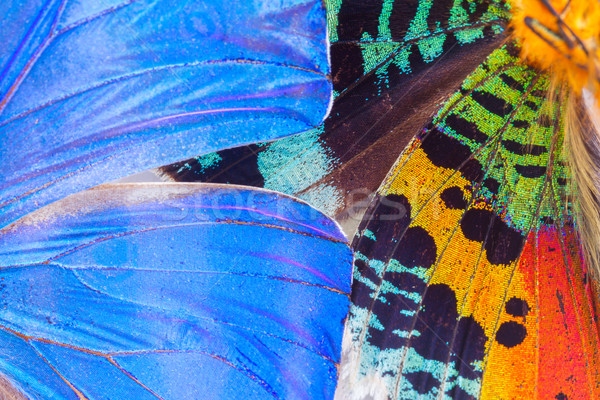Wielobarwny motyle skrzydła tekstury niebieski makro Zdjęcia stock © neirfy