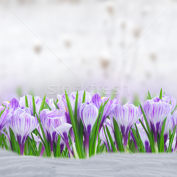 Violett Krokus Blumen Schnee Garten bokeh Stock foto © neirfy