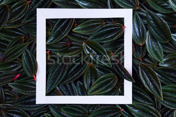 fresh green leaves Stock photo © neirfy