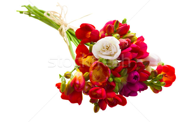 bouquet of red freesia flowers Stock photo © neirfy