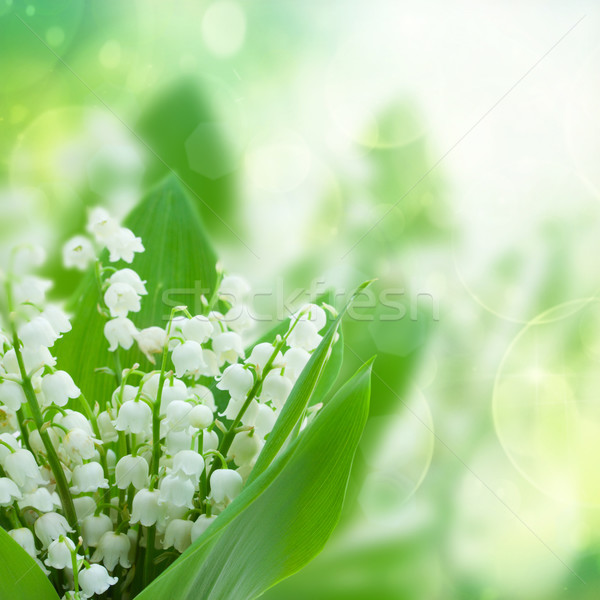lilly of the valley flowers close up Stock photo © neirfy