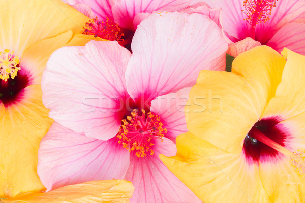 colorful hibiscus flowers Stock photo © neirfy
