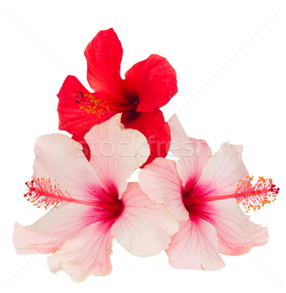 bunch of  red and pink hibiscus flowers Stock photo © neirfy