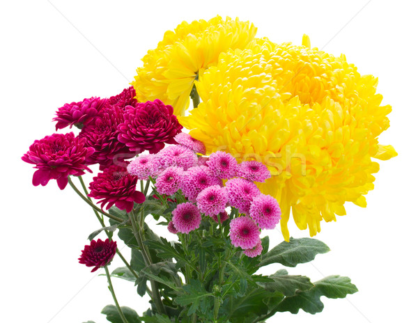 Yellow, red and pink  mum flowers Stock photo © neirfy
