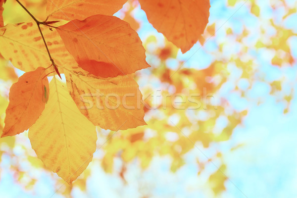 orange leaves in autumn park Stock photo © neirfy