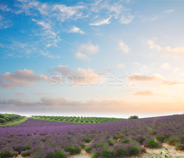 Blooming Lavender field Stock photo © neirfy