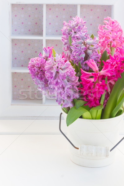 Foto stock: Rosa · violeta · jacinto · fresco · flores