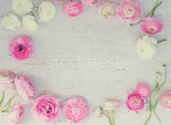 Pink and white ranunculus flowers Stock photo © neirfy