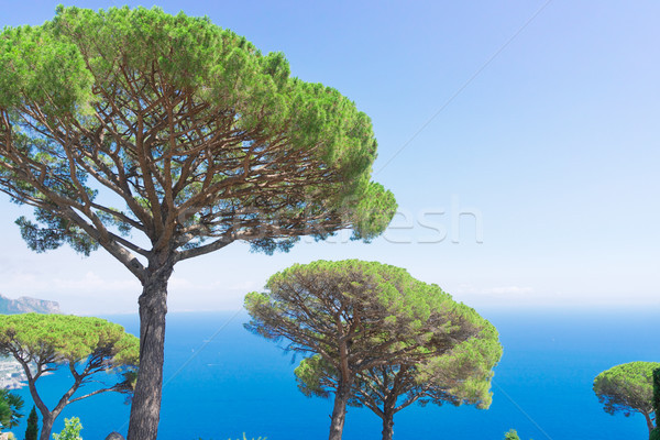 Eiland Italië zee pijnboom kust landschap Stockfoto © neirfy