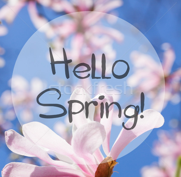 Blooming magnolia with hello spring words Stock photo © neirfy