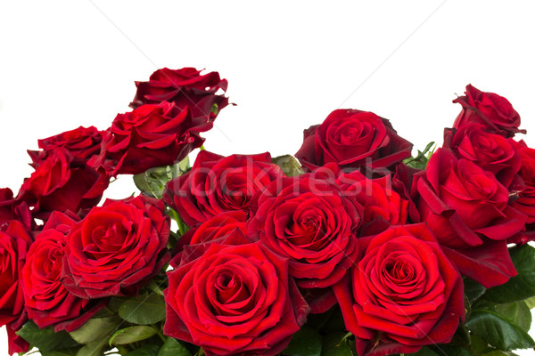 bouquet of dark  red roses  close up Stock photo © neirfy