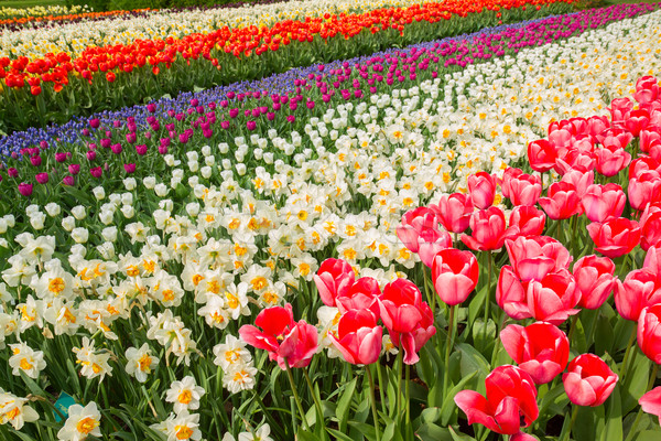 Holandês tulipas narcisos campo tulipa abrótea Foto stock © neirfy