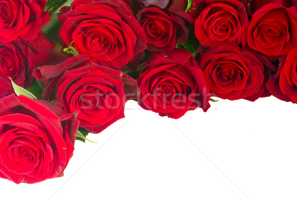 border of fresh crimson red  garden roses Stock photo © neirfy
