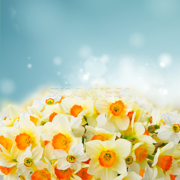 Narcissus in vase Stock photo © neirfy