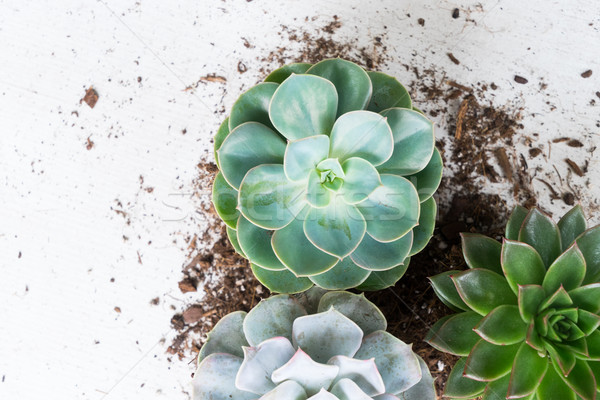 Succulent croissant plantes vert blanche bois [[stock_photo]] © neirfy