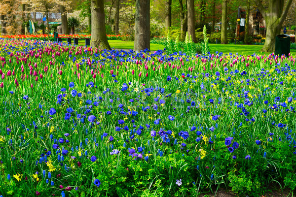 Stock foto: Narzissen · Spur · Tulpen · Blumen · grünen · Blume