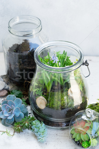 garden inside mason jar Stock photo © neirfy