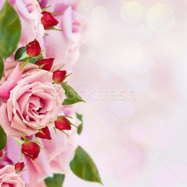 Garten Rosen Grenze rosa Blüte bokeh Stock foto © neirfy