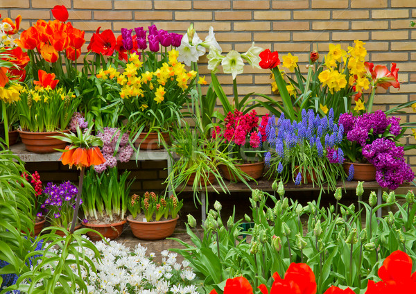 Colorido variedade flores da primavera exibir compras Foto stock © neirfy