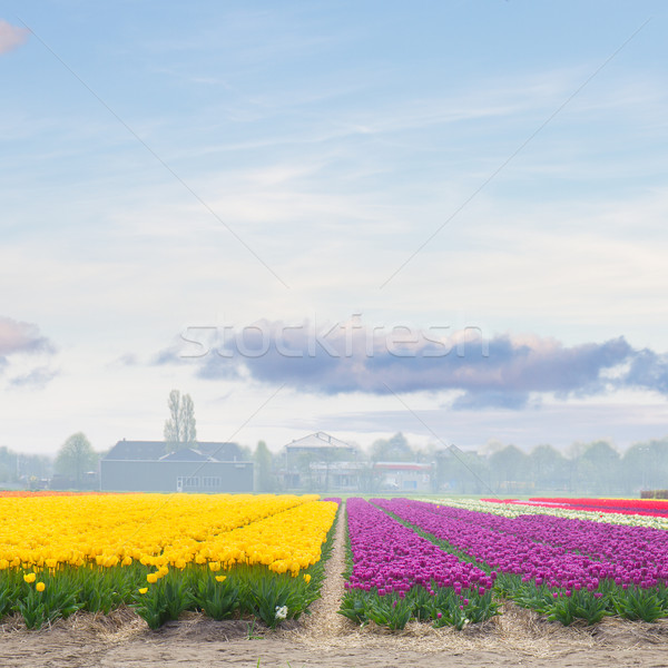 yellow and violet tulip fields in sunny day Stock photo © neirfy