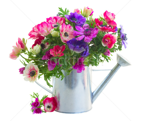 Stock photo: bunch of anemone flowers 