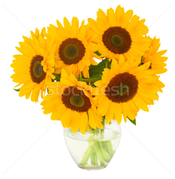 one bight sunflower Stock photo © neirfy
