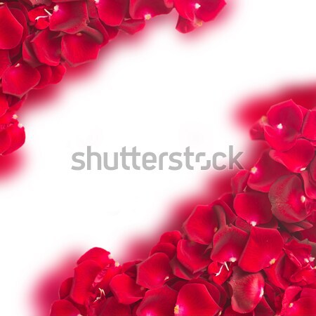 Frame donkere Rood rose bloemblaadjes grens geïsoleerd Stockfoto © neirfy