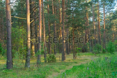 Summer pine forest Stock photo © neirfy