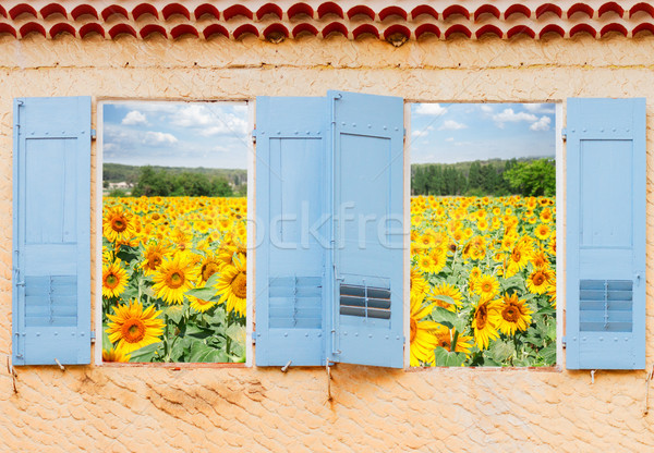 Stock photo: Sunflowers field window