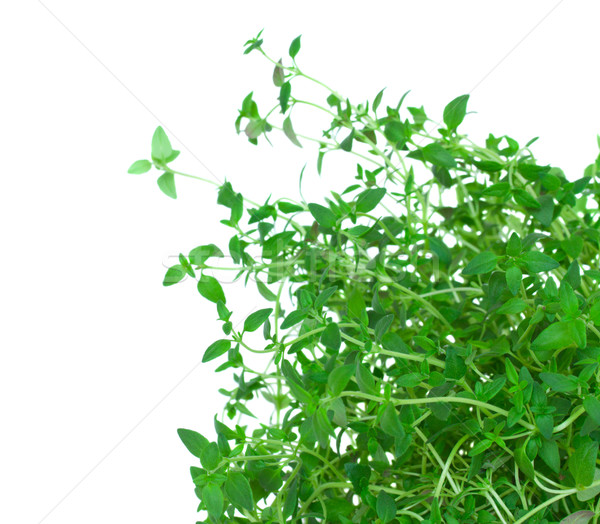 thyme herb Stock photo © neirfy