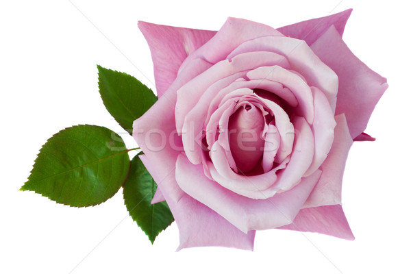 violet rose Stock photo © neirfy