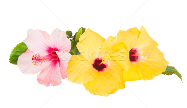 pink and yellow hibiscus flowers Stock photo © neirfy