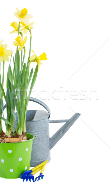 Stock photo: pot of daffodils with gardening tools