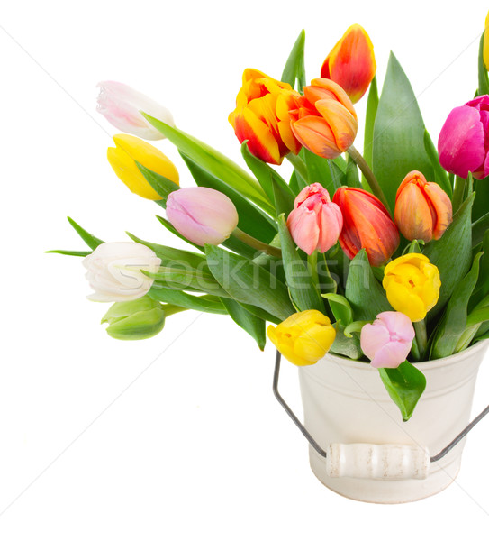 Stock photo: bouquet of multicolored   tulip flowers in white pot