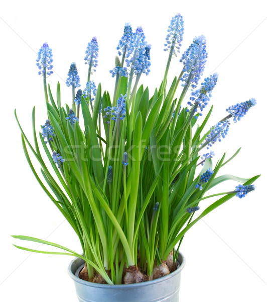 Muscari flowers  Stock photo © neirfy