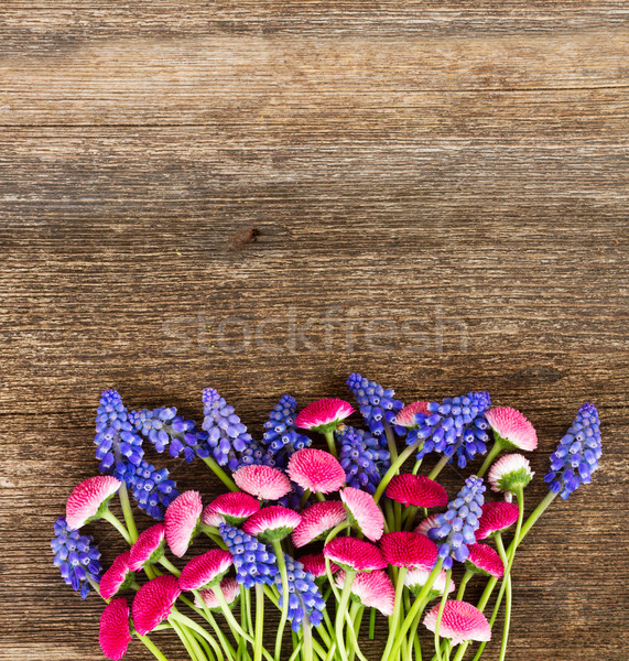 Muscari and Daisy Flowers Stock photo © neirfy