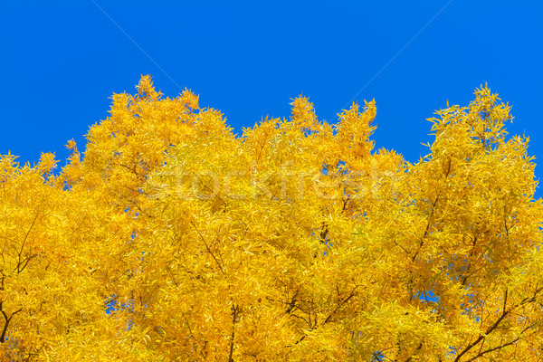 Vibrant fall foliage Stock photo © neirfy