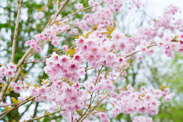 Cereza árbol rosa flores primavera Foto stock © neirfy