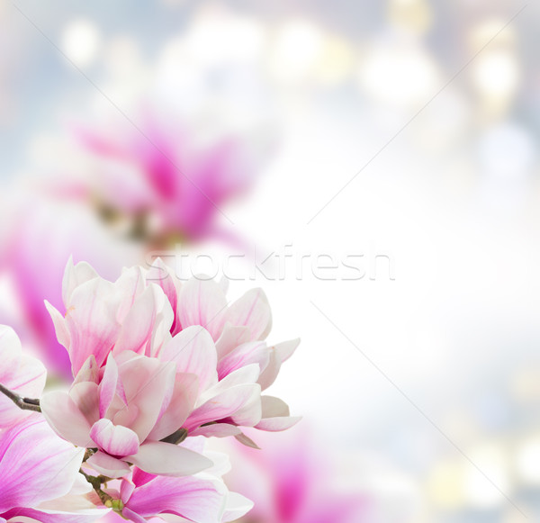 Magnolie roz flori afara gri spatiu copie Imagine de stoc © neirfy