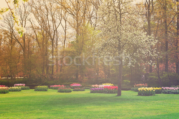 Formal spring garden Stock photo © neirfy